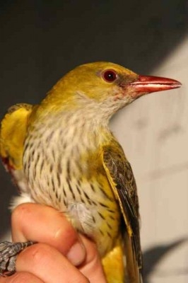 Eurasian Golden Oriole, Sundre 20120523